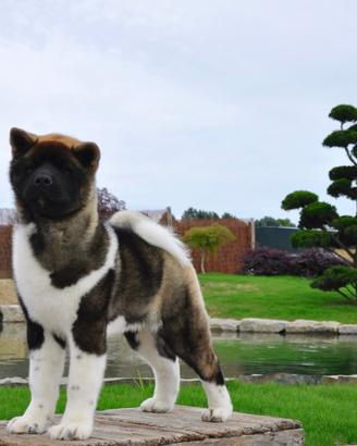 Cuccioli Akita Americano