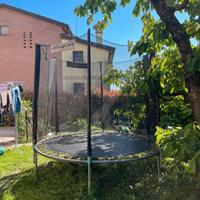  salterino 