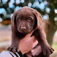 Cucciolo maschio di labrador chocolate