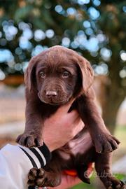 Cucciolo maschio di labrador chocolate