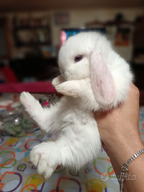 Minilop purissimi femmina bew 2 mesi e m.siamese 4