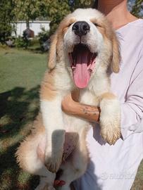 Cucciolo Caucaso/ bovaro del bernese
