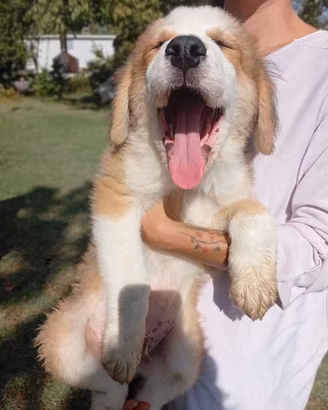 Cucciolo Caucaso/ bovaro del bernese