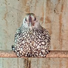 Gallina sebright argento