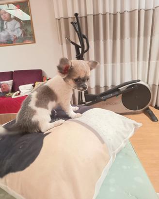 Cuccioli chihuahua