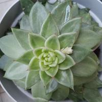 echeveria gigante in vaso 
