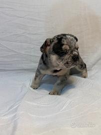Cuccioli bulldog