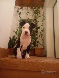 Cuccioli di Amstaff