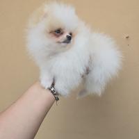 Volpini di Pomerania