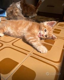 Maine Coon