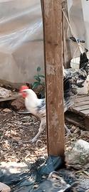 galline egiziane 