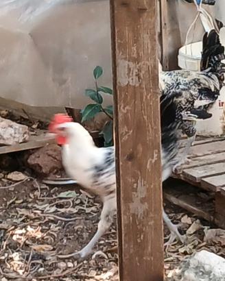 galline egiziane 