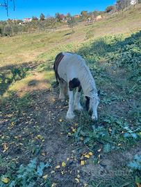 Cavalla Gypsy Vanner