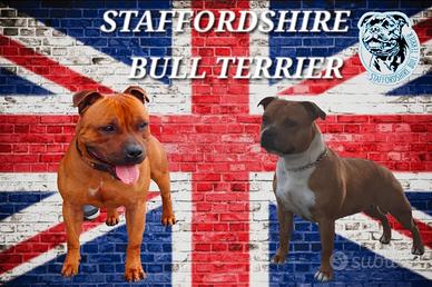Staffordshire bull terrier