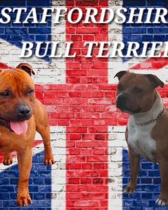 Staffordshire bull terrier