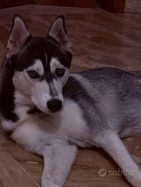 Huscky siberiano