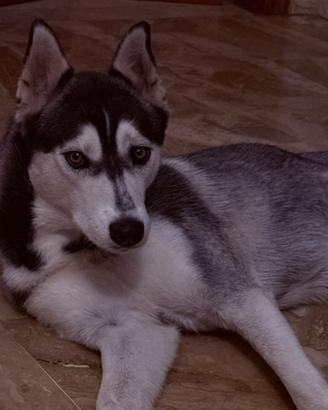 Huscky siberiano