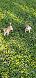 Jack russell bicolore small