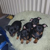 Cuccioli pinscher