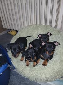 Cuccioli pinscher