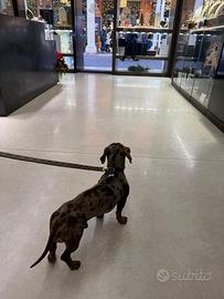 Bassotto Arlecchino (Monta)