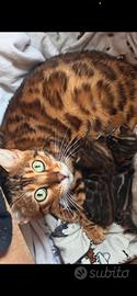 Gattino Bengala