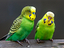 Immagine 2