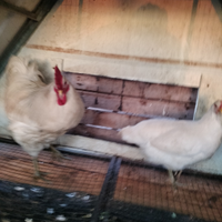 Galline bresse francese