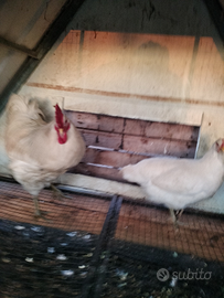 Galline bresse francese