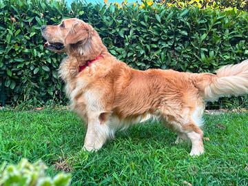 Stallone Golden Retriever per monta