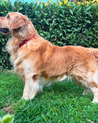 Stallone Golden Retriever per monta