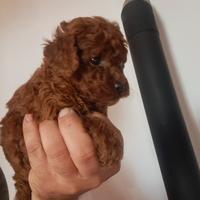 Barboncino red mini toy