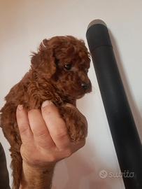 Barboncino red mini toy