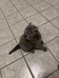 Scottish fold