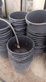 vasi mirtillo o piante da 40 litri