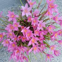 Bulbi giglio della pioggia