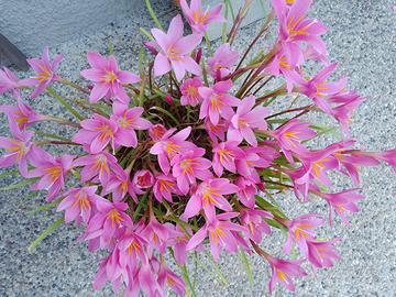 Bulbi giglio della pioggia