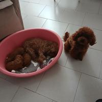 Barboncino toy per monta