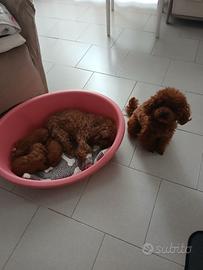 Barboncino toy per monta