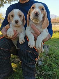 Cuccioli di Beagle