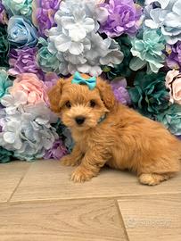 Maltipoo