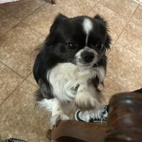 Chihuahua maschio di 5 anni