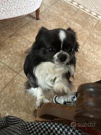 Chihuahua maschio di 5 anni