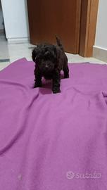 Barboncino cioccolato