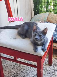 Koala, Quokka, Emù e Wallaby, gattini di 4 mesi