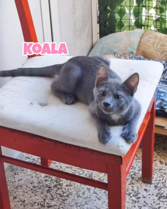 Koala, Quokka, Emù e Wallaby, gattini di 4 mesi