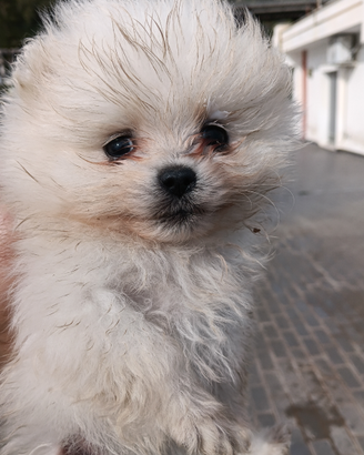 Spiz Pomerania