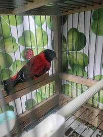 Cardinalini del venezuela