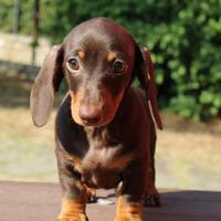 Cucciolo di bassotto M e F