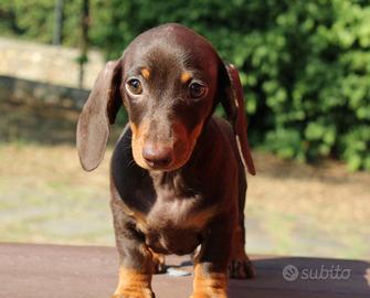 Cucciolo di bassotto M e F